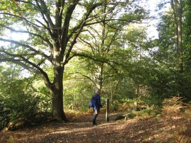 Hambledon Common